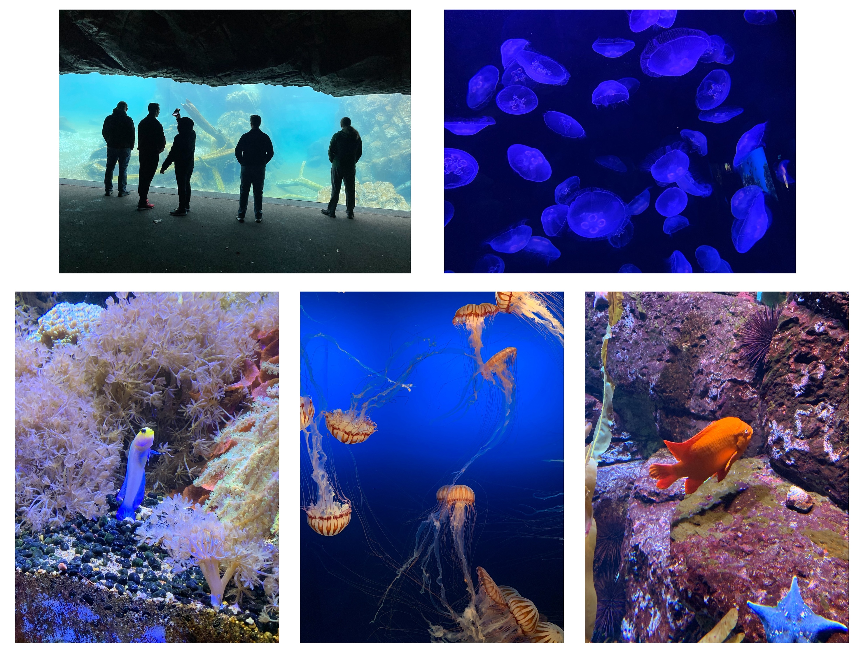 Collection of images showing various fish from the Henry Doorly Aquarium.