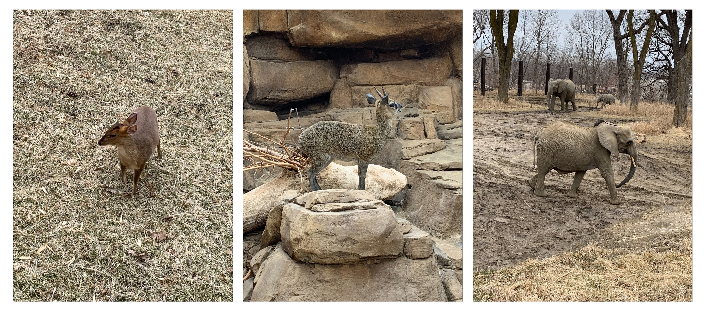 Collection of images showing some mammals from the Henrly Doorly Zoo.