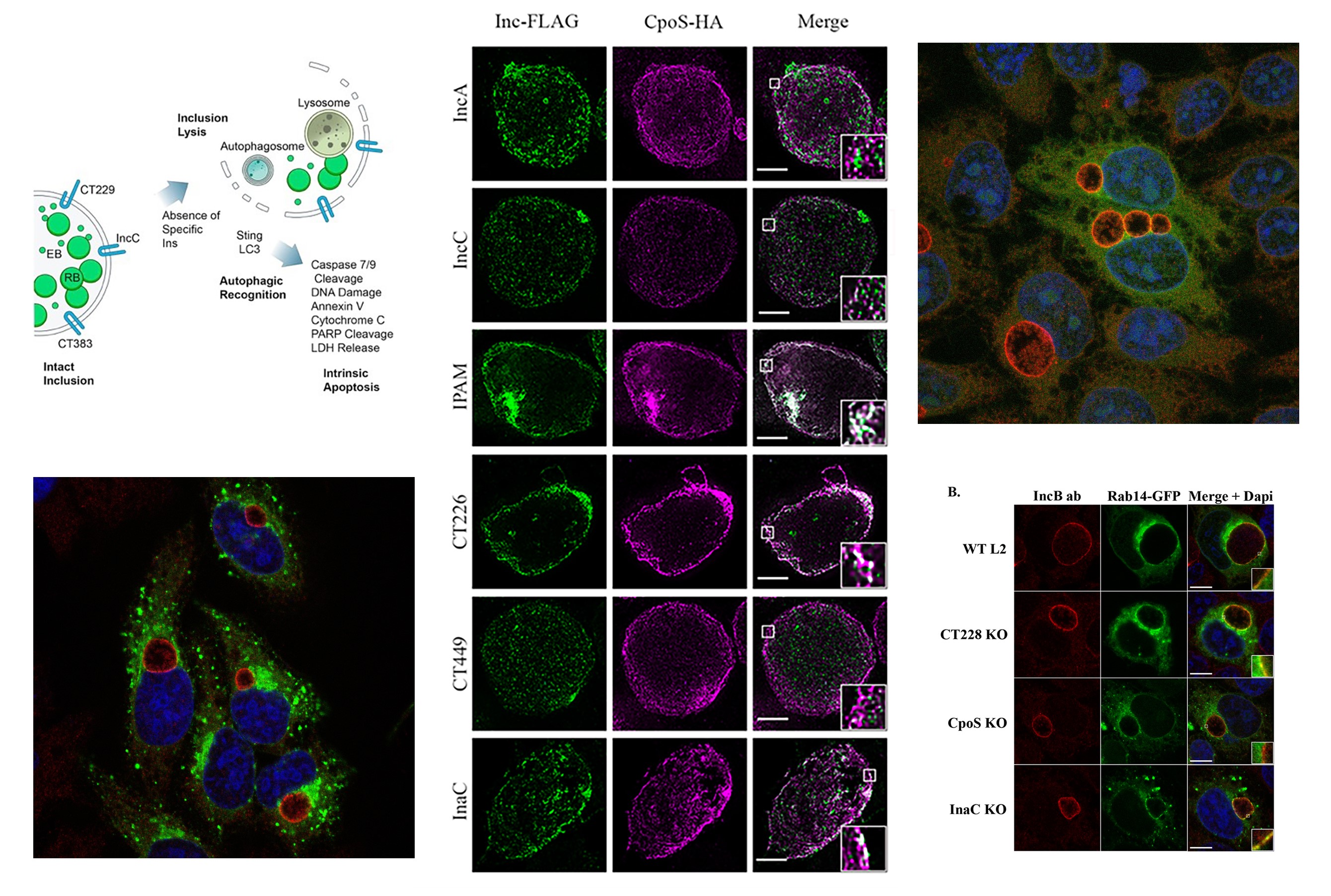 Displays microscopy images and a schematic related to our Inc research.