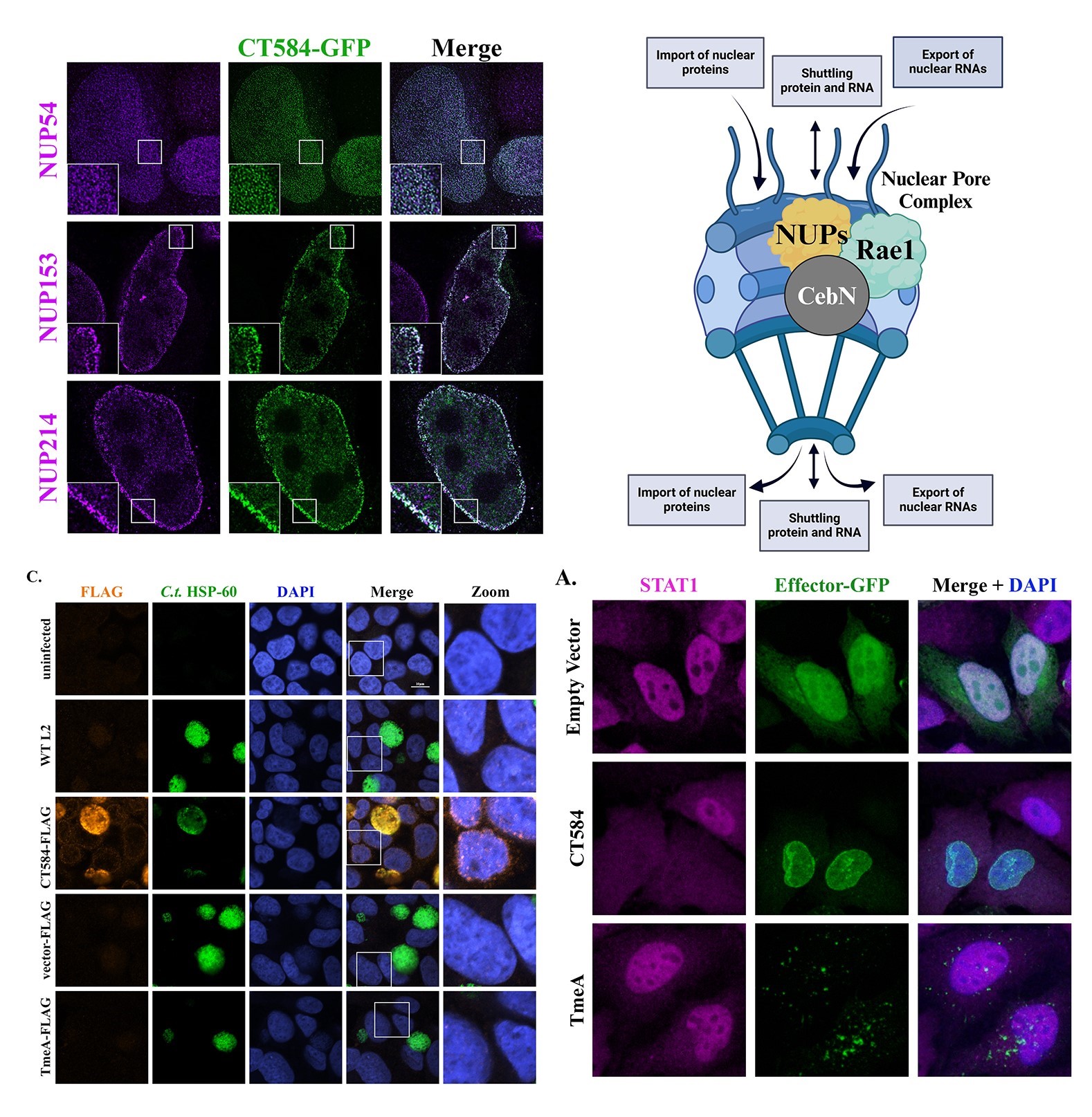 Displays microscopy images and schematic related to our NUP research.