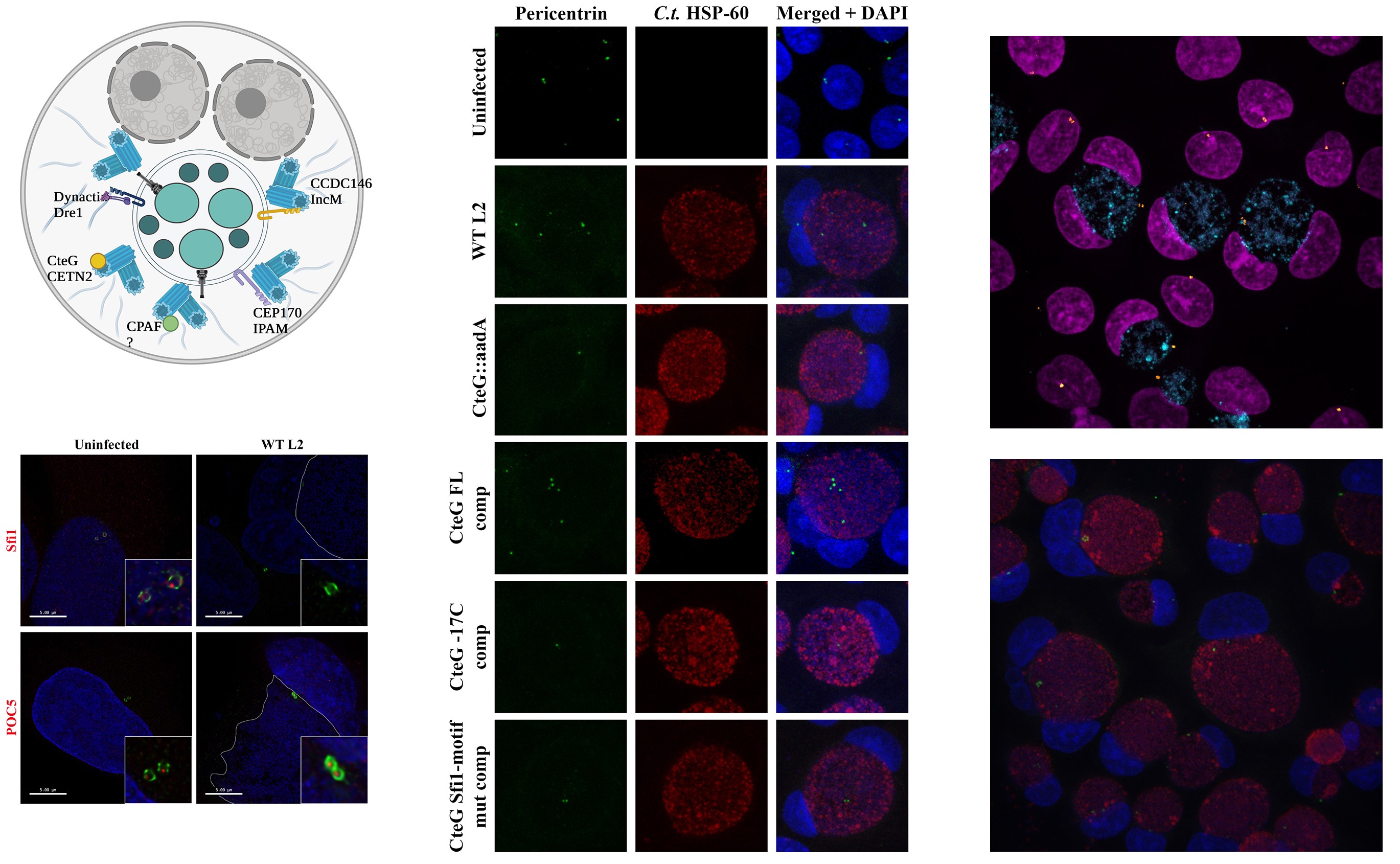 Collage displaying microscopy images and a schematic related to centrosome research.