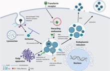 Role of C. trachomatis inclusion membrane proteins in manipulating host vesicular trafficking