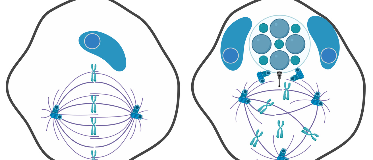 Diagram that shows side by side comparison of an uninfected and infected cell with Chlamydia.